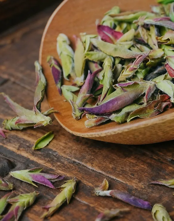 云南紫芽茶苞古树普洱茶高山原生态芽尖饱满天然醇香纯料罐装茶苞