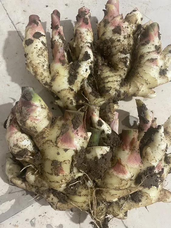 山东嫩姜新鲜沙姜现挖姜芽子5斤生姜黄姜大仔姜鲜姜蔬菜包邮批发