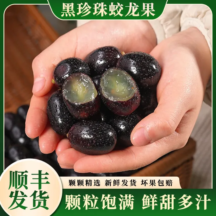 【顺丰】云南黑珍珠蛟龙果新鲜稀有水果树非葡萄非嘉宝果甜嫩多汁