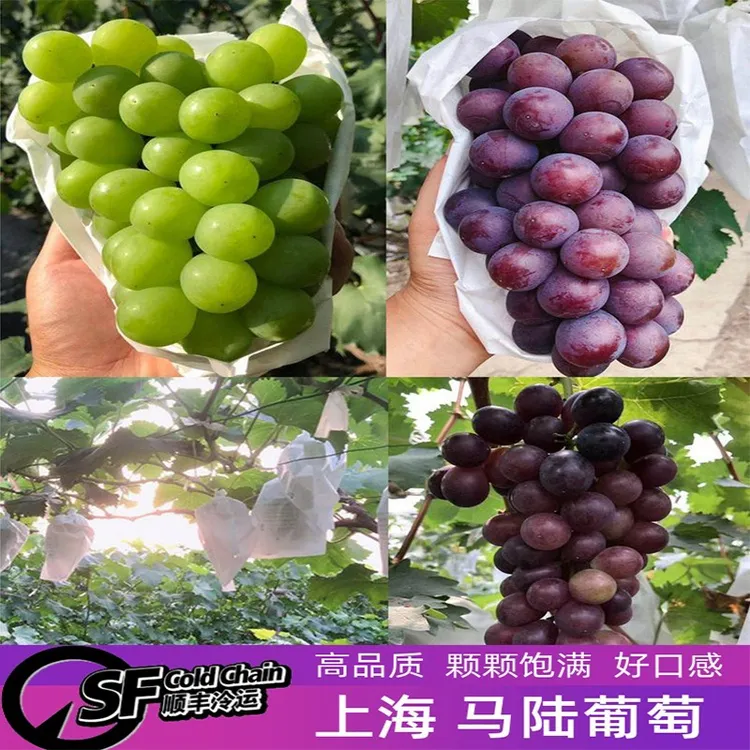 上海马陆巨峰葡萄玫瑰奶油10斤拼装新鲜采摘应季水果整串顺丰冷链