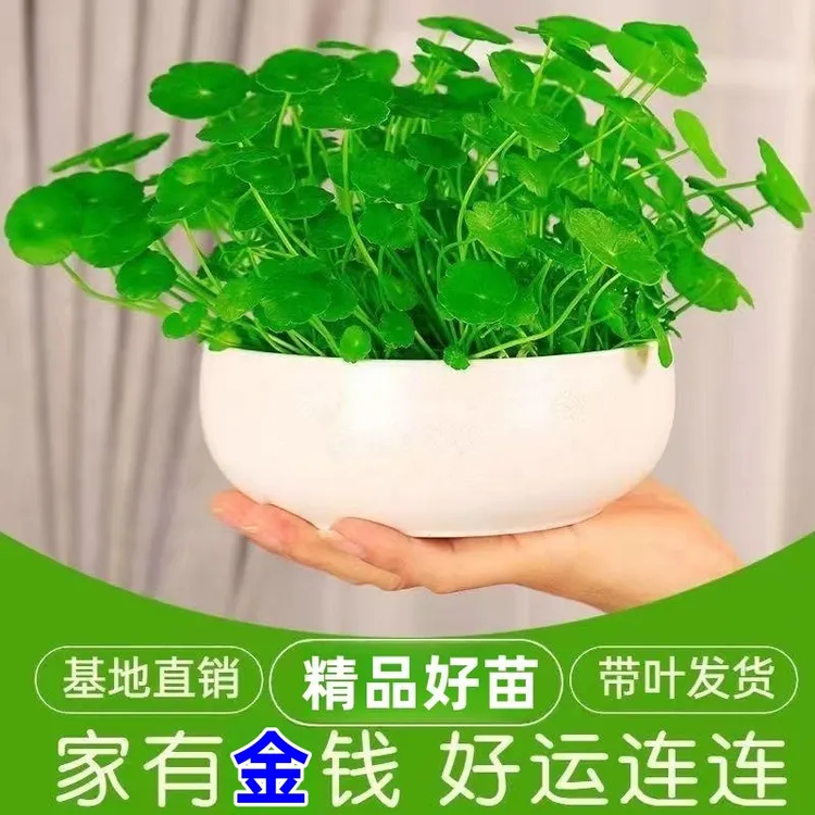 铜钱草水培植物室内桌面绿植带叶四季常青花卉盆栽铜钱草室内盆栽