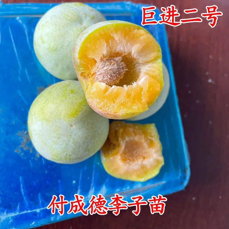巨进二号李子苗 南北方种植新品种付成德嫁接李子树苗