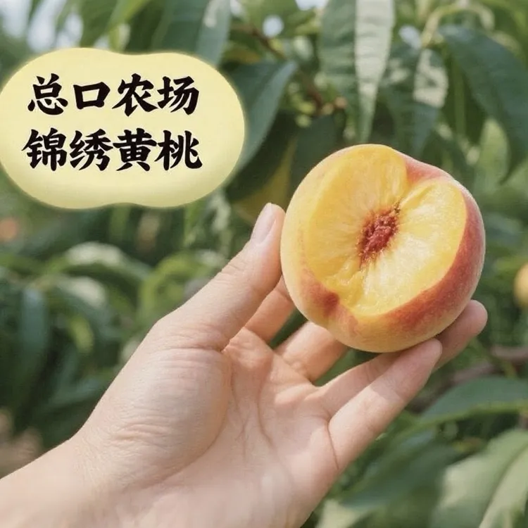 【正宗锦绣黄桃】香甜可口 现采现发