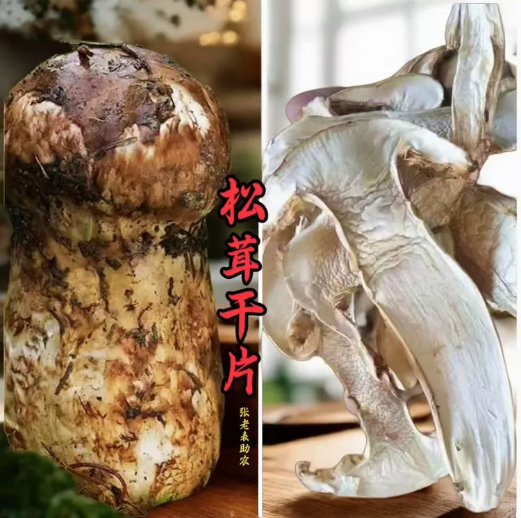 云南楚雄新鲜松茸云南山珍菌中王者