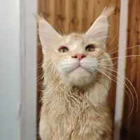 来了姊妹-红虎缅因猫-弟弟-25