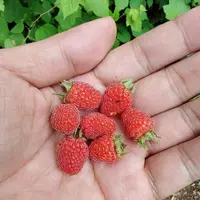 【富贵专属顺丰次日达】云南树莓2盒250克包邮到家