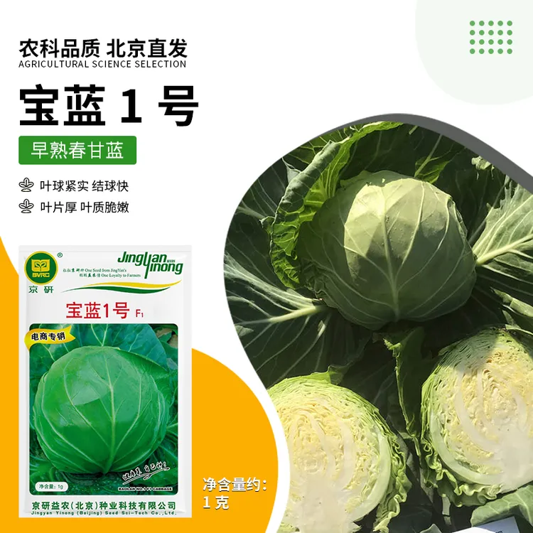 京研【农科院】甘蓝种子包菜卷心菜圆白菜露地大棚蔬菜种子农科院