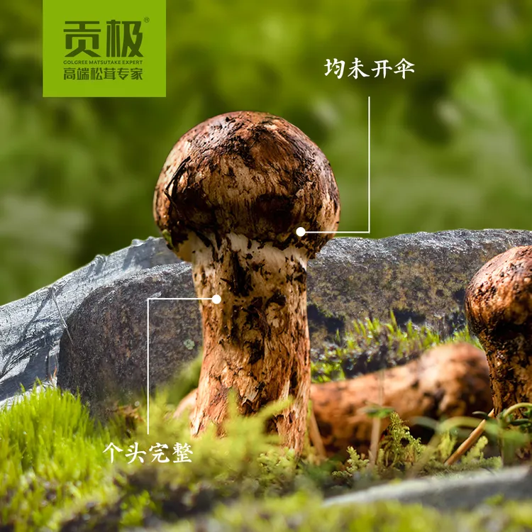 有机新鲜松茸野生出口级不开伞新鲜菌菇7-9cm松茸新鲜