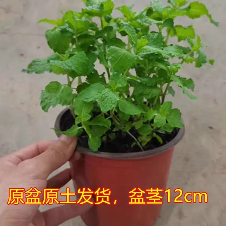 云南薄荷叶火锅薄荷茶早点米线牛羊肉搭档可凉拌煎鸡蛋炖鸡蛋泡水