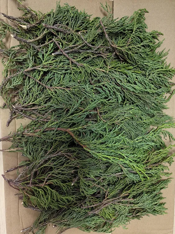 正宗青藏高原藏香柏香树枝叶供养水晶房屋净宅除晦污晦气净化空气