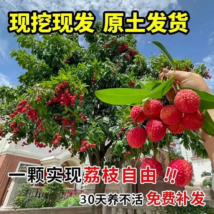荔枝嫁接苗荔枝王仙进奉桂味荔枝多种品种荔枝树苗带土带叶发货