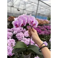 【粉可可】粉色渐变白蝴蝶兰全花开花株客厅室内绿植