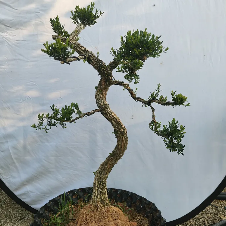 黄杨盆景老桩四季长青