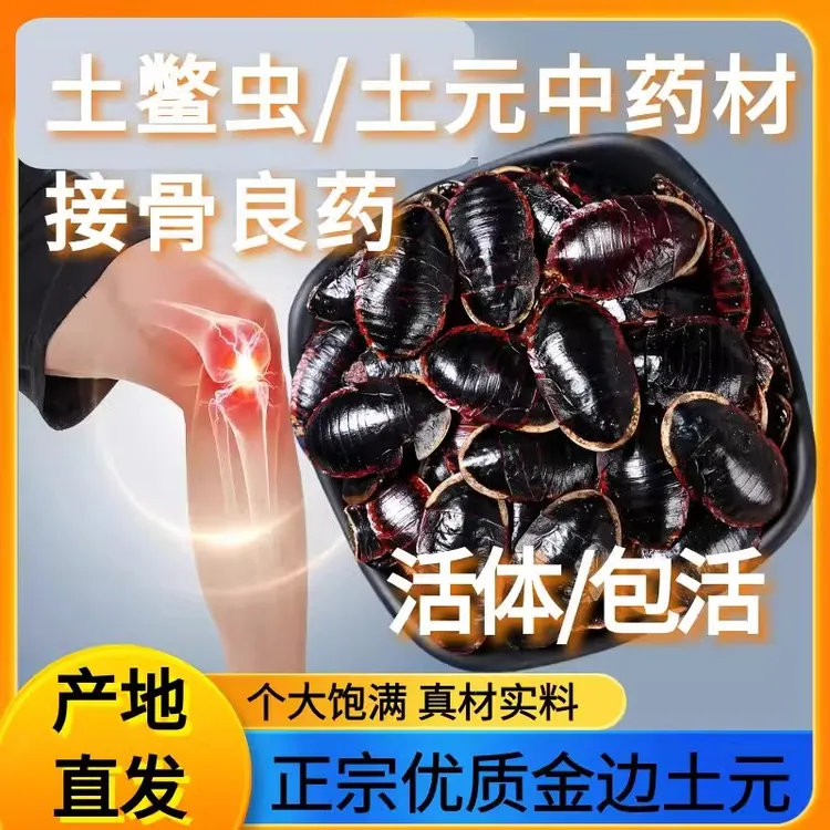 活虫金边土元野生金边土鳖虫活的中药材地鳖虫的功效接骨虫