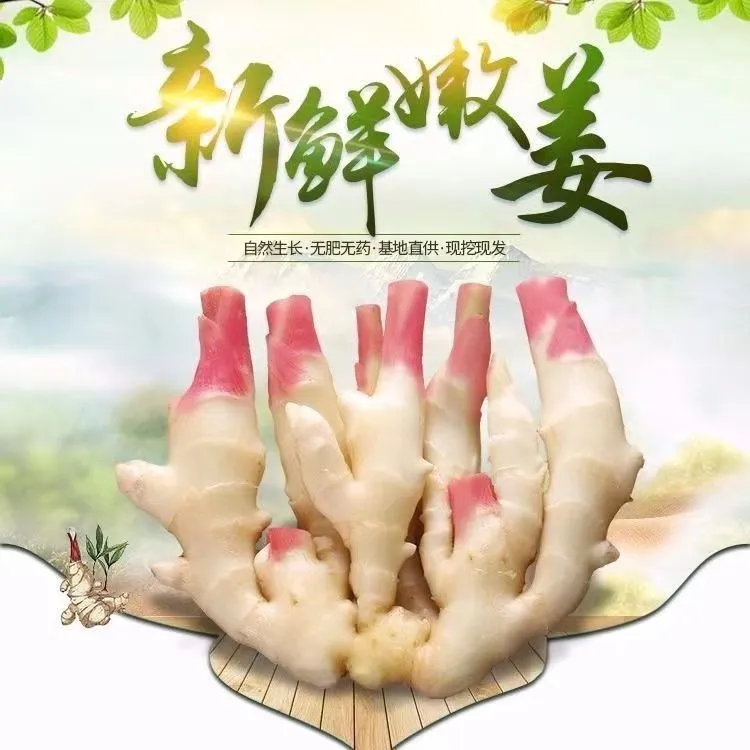 2025山东嫩姜红芽嫩姜新鲜姜仔适合做泡姜大姜鲜姜