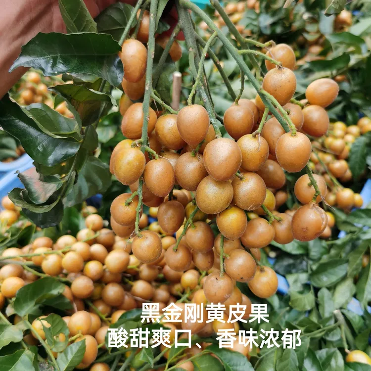 广西黑金刚黄皮果，新鲜现摘现发，酸甜多汁孕妇水果