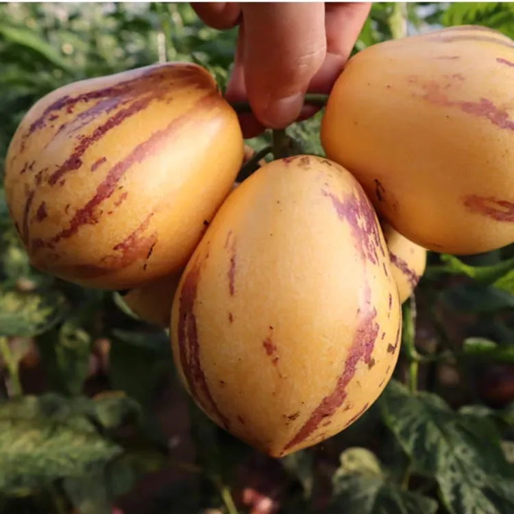 甘肃黄肉果民勤沙漠树熟清甜多汁坏果包赔5斤包邮新鲜