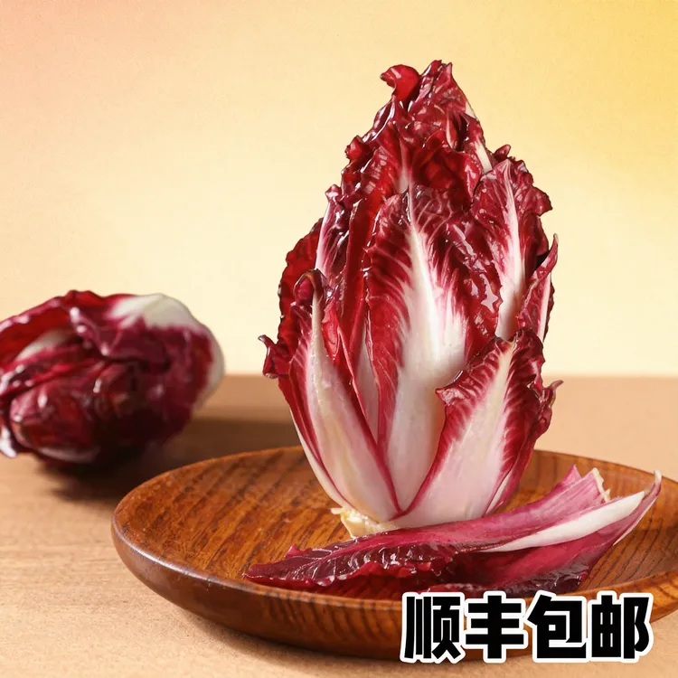 红玉兰菜紫菊苣菜紫玉兰菜红菊苣菜芽球菊苣无土栽培蔬菜顺丰包邮