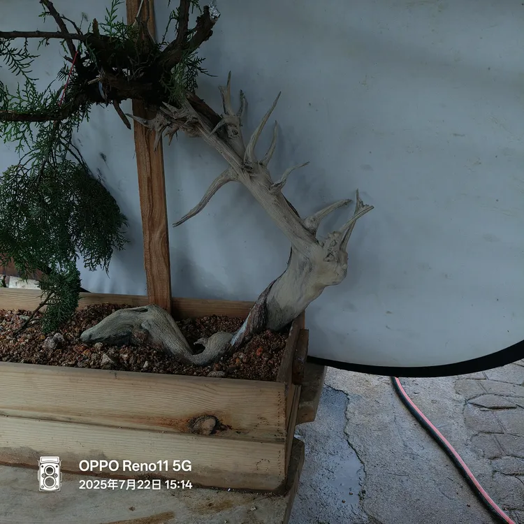 侧柏柏树盆景素材