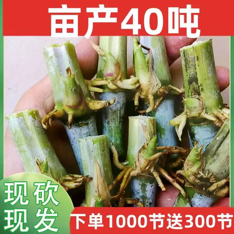  无毛甜象草3号种节耐寒牧草王新型皇竹草巨菌草红象草多年生种子