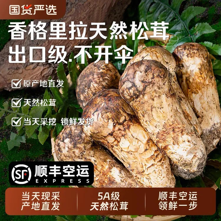 （现货）新鲜不开伞高原松茸云南特产地高原产地煲汤佳品