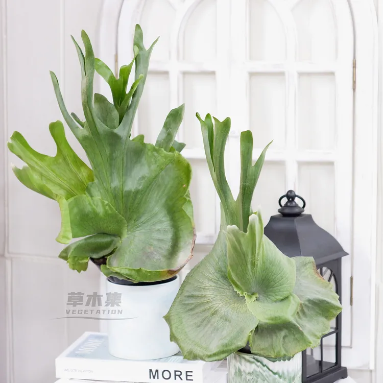 《草木集｜女王鹿角蕨》冠如鹿角隐雾林，女尊之象自威仪。