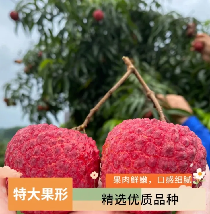 巨美人荔枝大果荔枝新鲜现摘多汁水果果园直发