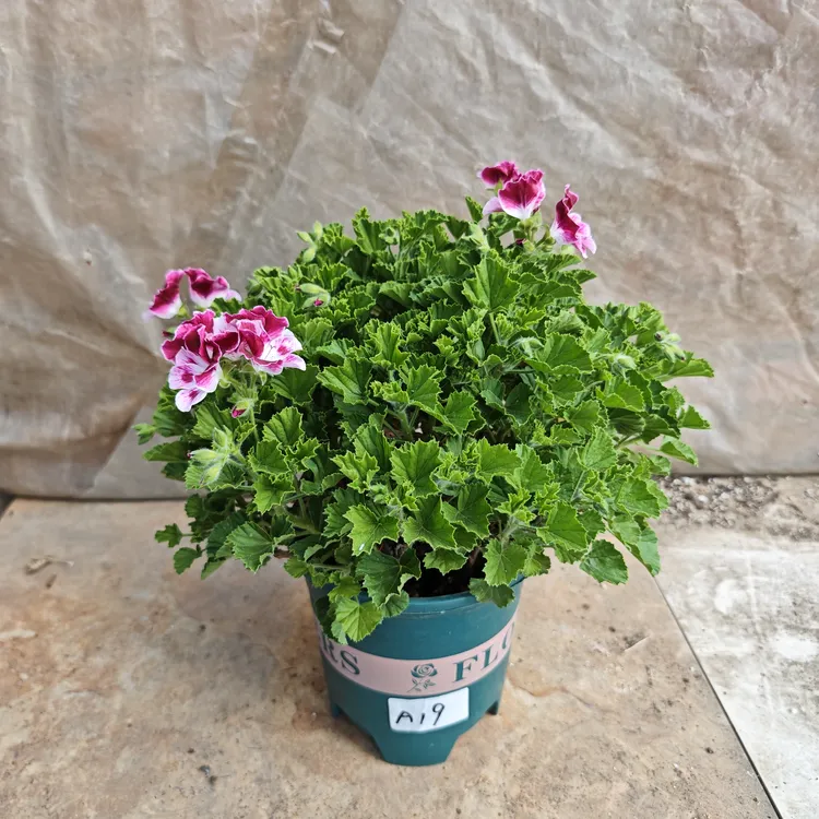 托克肯迪天使之眼 小叶天竺葵 特大苗 一物一拍