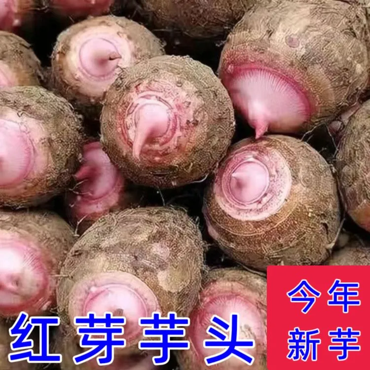 云南新鲜现挖红芽芋艿软糯香甜小芋头香芋