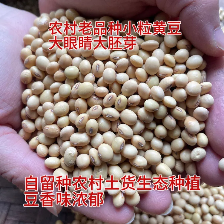 老品种小粒黄豆广西土黄豆农家自然生长豆味浓郁1斤非转基因