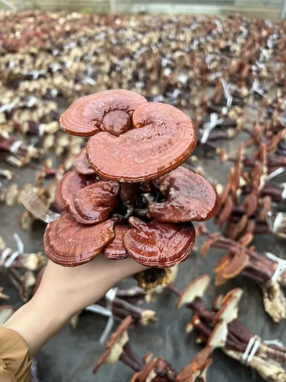 两层嫁接灵芝花（两菌包）