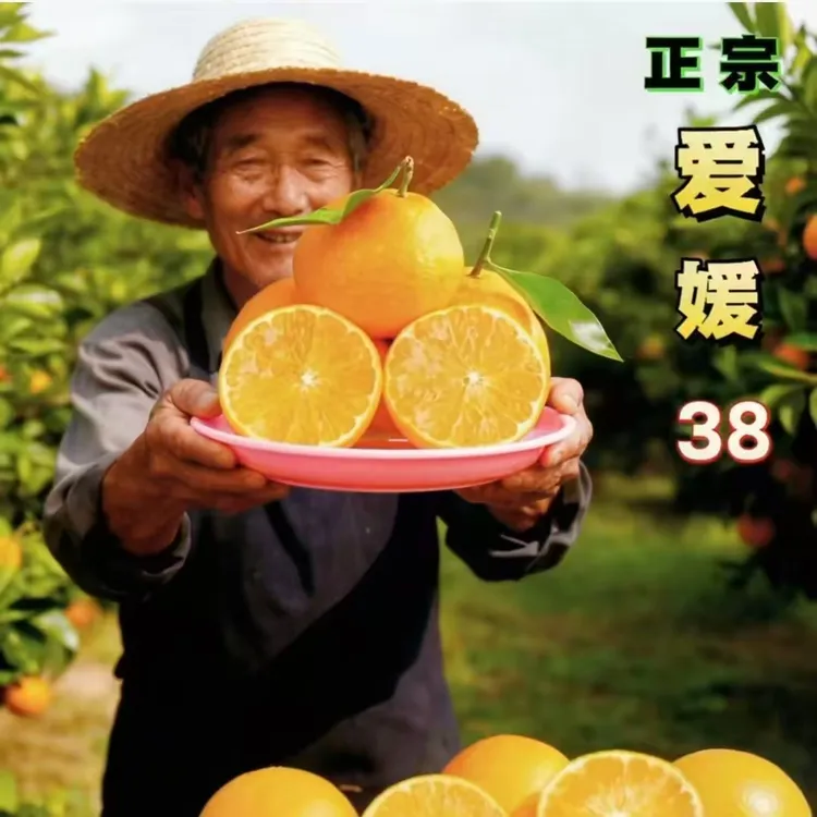 新鲜采摘当季38号薄皮冰糖手剥甘甜爆汁爱媛果冻橙10斤水果