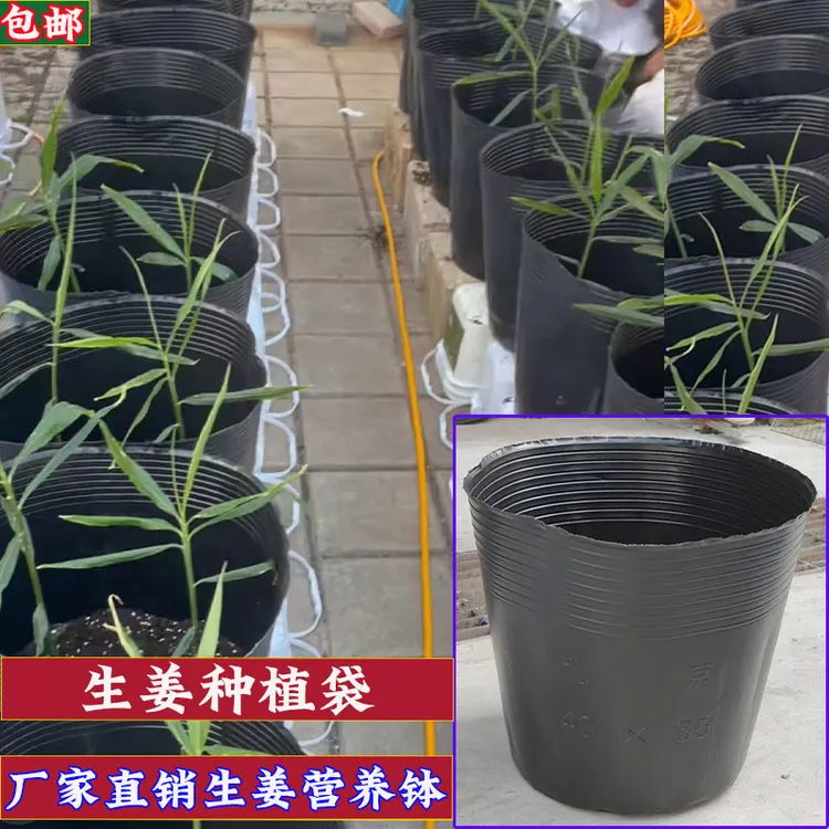 生姜种植桶生姜种植袋生姜育苗盆加厚塑料营养钵生姜育苗杯育苗桶