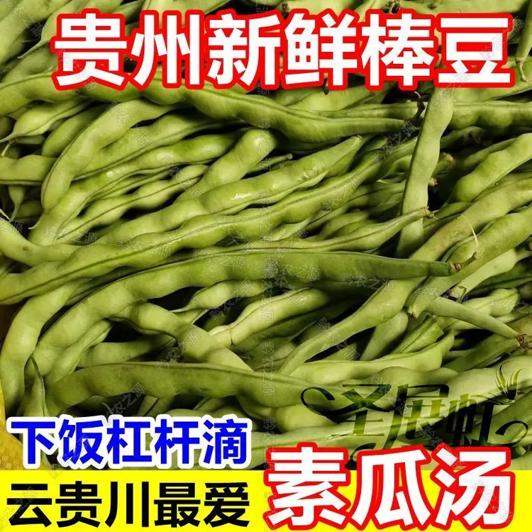 贵州农家新鲜四季豆现摘现发嫩豆素瓜豆棒豆鲜豆豆撅子豆角