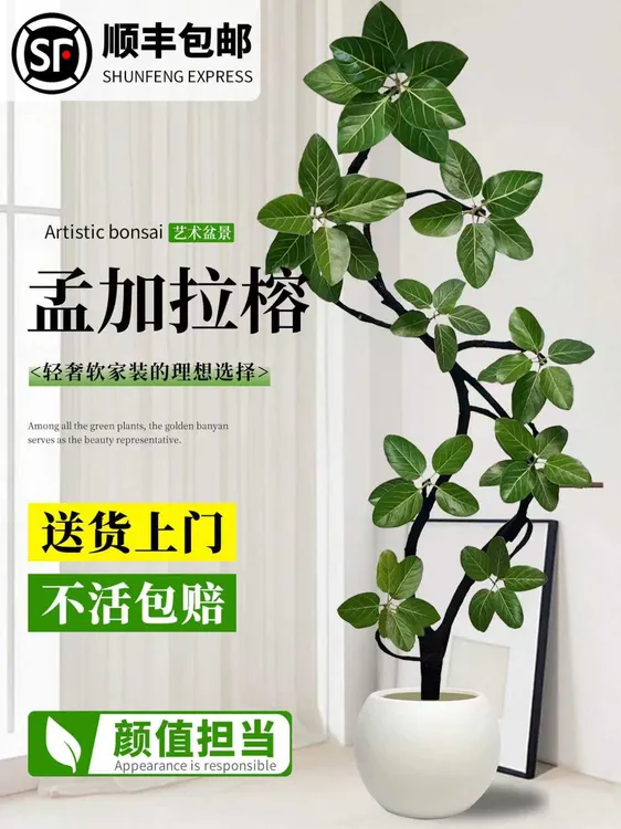 A孟加拉榕高山榕青叶橡皮树室内大型盆栽客厅绿植好养造型植物