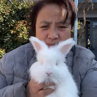 宠物兔英系安哥拉兔