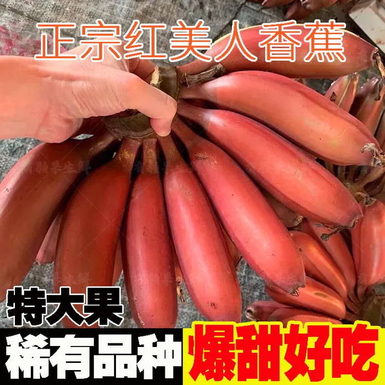 正宗广西红皮红美人蕉甄选特大香蕉新鲜稀有水果现摘现发2/3/5斤