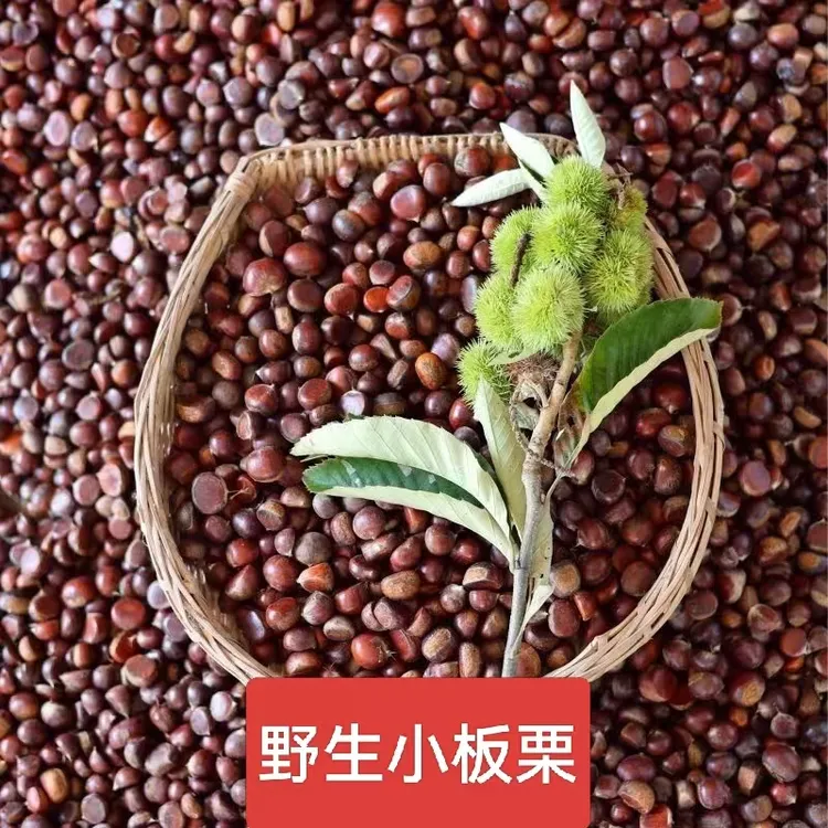 高山野生板栗深山老林灌木丛小板栗