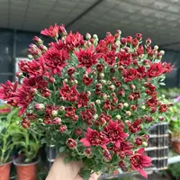 精品中国红球菊到手一盆