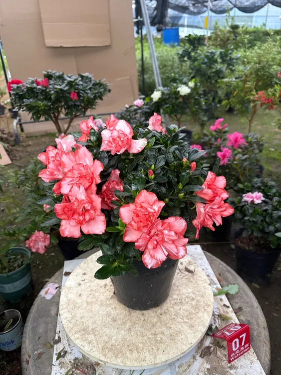 橙色火焰，芽变品种，稀有品种杜鹃花，四季开花