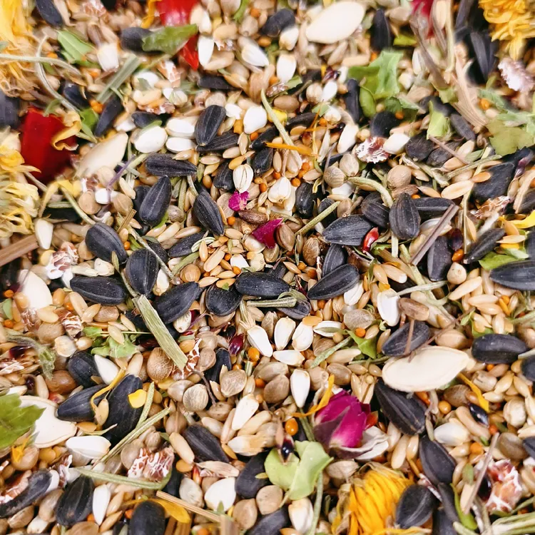 小太阳鹦鹉花草版种子粮