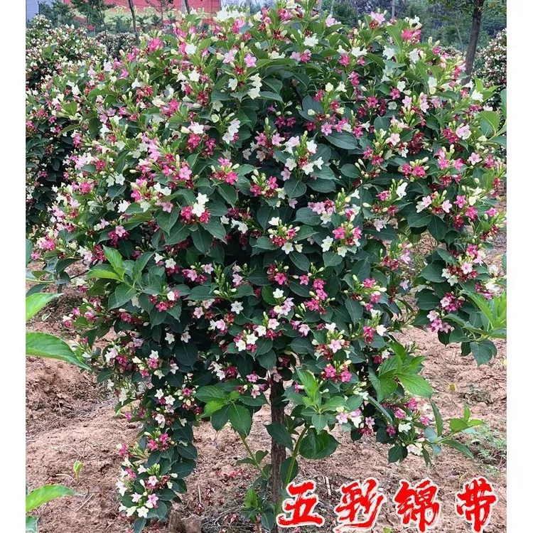 五彩锦带树苗庭院阳台盆栽四季开花抗寒抗旱带土不带叶休眠期