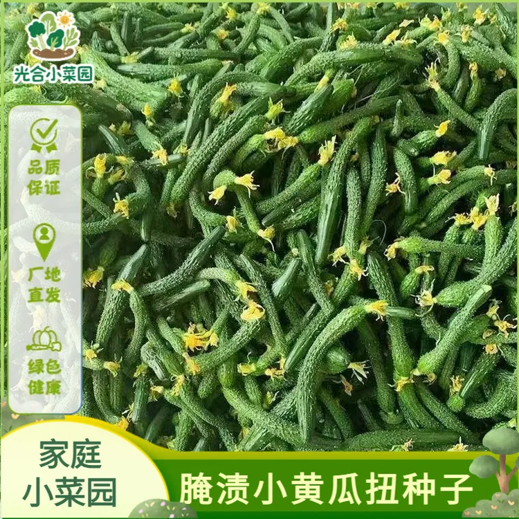 【小黄瓜扭种子】腌渍小黄瓜种子四季种植盆栽地栽阳台小院种植蔬菜