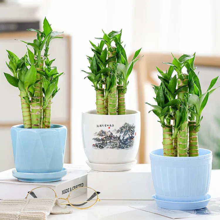 富贵竹绿植文昌竹荷花竹万年青观音竹土培水培绿室内小盆栽