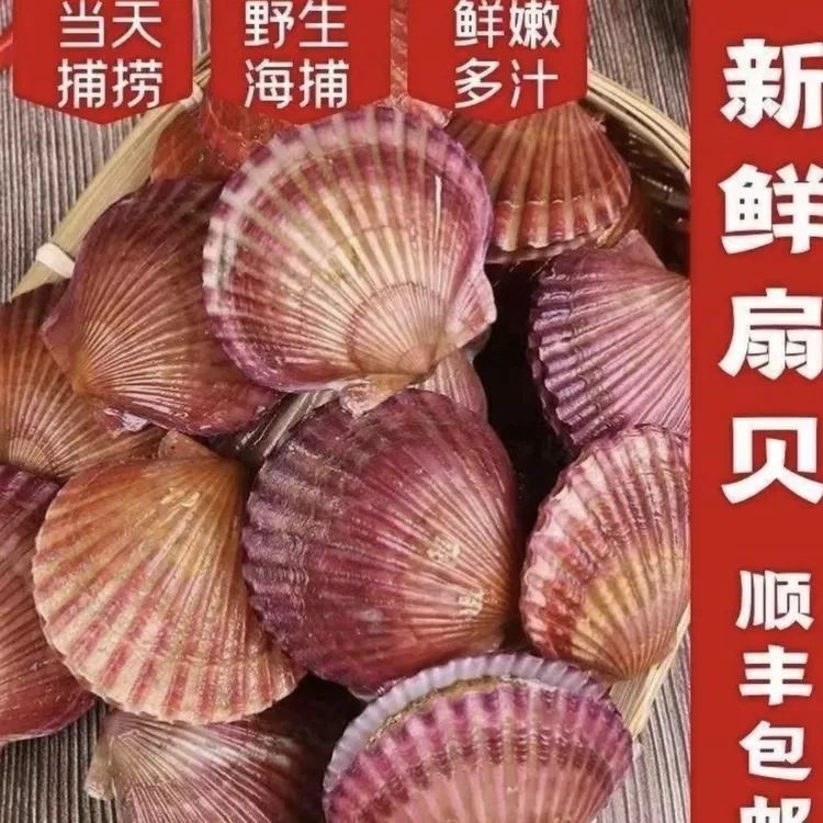 开海季日照精品扇贝 小红贝 肉肥包鲜包肥不包活