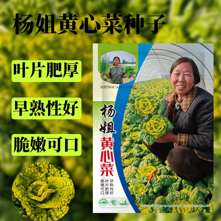 【杨姐推荐】黄心乌塌菜种子耐寒耐湿大田庭院种植蔬菜种子