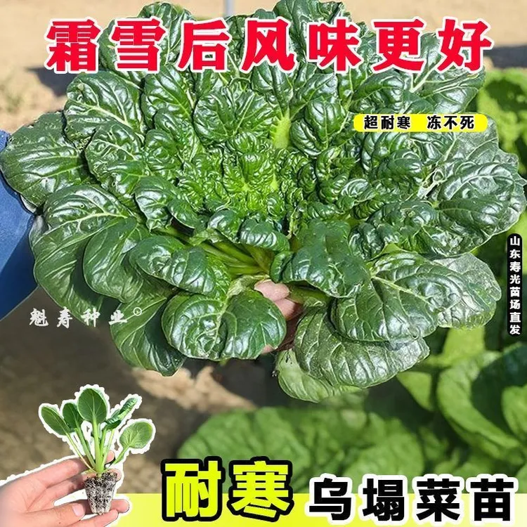 秋冬耐寒塌菜种苗菊花心雪里乌塔菜可种植蔬菜苗