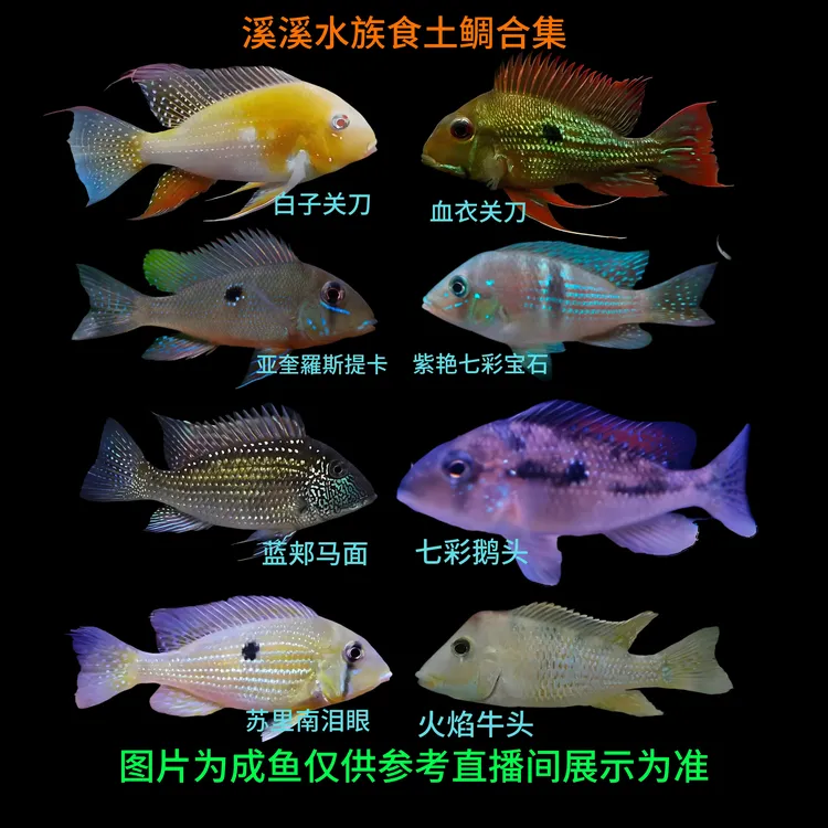 七彩鹅头白子关刀食土鲷宝石热带淡水易养群游南美观赏鱼鱼观赏鱼