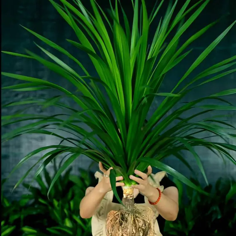 【不带瓶】太空铁2号龙血树80-90CM办公室巨无霸绿植室内好养易活