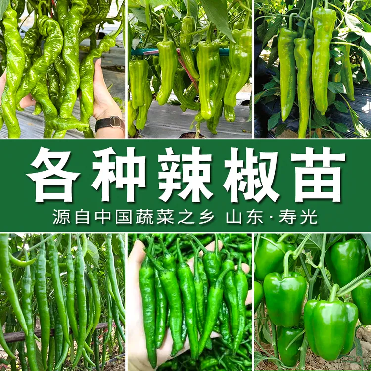 【辣椒苗大全】薄皮椒螺丝椒线椒朝天椒羊角椒港椒方椒杭椒辣妹子苗